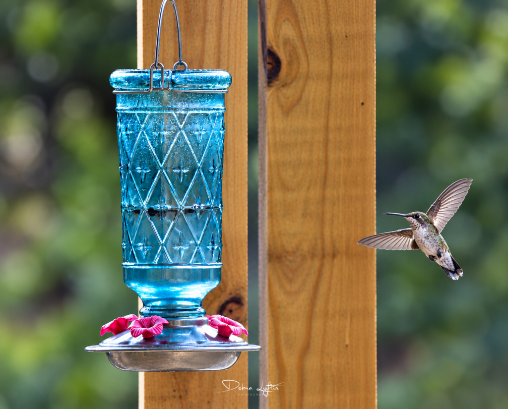 The Hummingbird Feeder Has a Waiting List
